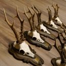 Rehgeweihe 9 Stück Rehböcke Reh Bock Geweihe Trophäenschilder 22.1291
