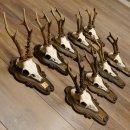 Rehgeweihe 9 Stück Rehböcke Reh Bock Geweihe Trophäenschilder 22.1291