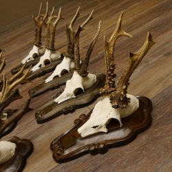 Rehgeweihe 9 Stück Rehböcke Reh Bock Geweihe Trophäenschilder 22.1291