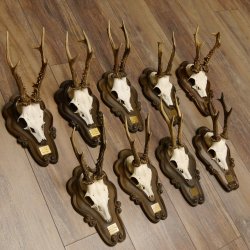 Rehgeweihe 9 Stück Rehböcke Reh Bock Geweihe Trophäenschilder 22.1291