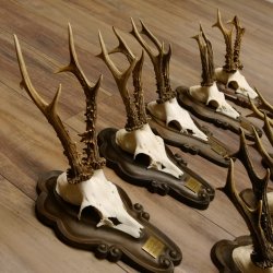 Rehgeweihe 9 Stück Rehböcke Reh Bock Geweihe Trophäenschilder 22.1291