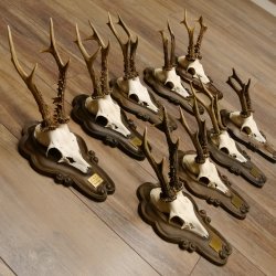 Rehgeweihe 9 Stück Rehböcke Reh Bock Geweihe Trophäenschilder 22.1291