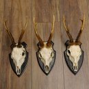 Rehgeweihe 3 Stück Rehböcke Reh Bock Geweihe Trophäenschilder 22.1292