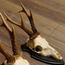 Rehgeweihe 3 Stück Rehböcke Reh Bock Geweihe Trophäenschilder 22.1292