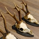 Rehgeweihe 3 Stück Rehböcke Reh Bock Geweihe Trophäenschilder 22.1292