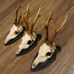 Rehgeweihe 3 Stück Rehböcke Reh Bock Geweihe Trophäenschilder 22.1292