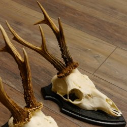 Rehgeweihe 3 Stück Rehböcke Reh Bock Geweihe Trophäenschilder 22.1292