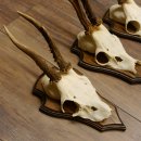 Rehgeweihe 3 Stück Rehböcke Reh Bock Geweihe Trophäenschilder 22.1293