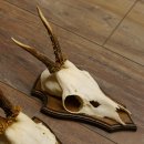 Rehgeweihe 3 Stück Rehböcke Reh Bock Geweihe Trophäenschilder 22.1293