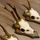 Rehgeweihe 3 Stück Rehböcke Reh Bock Geweihe Trophäenschilder 22.1293