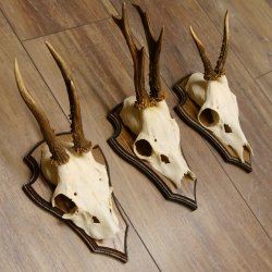 Rehgeweihe 3 Stück Rehböcke Reh Bock Geweihe Trophäenschilder 22.1293