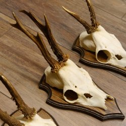 Rehgeweihe 3 Stück Rehböcke Reh Bock Geweihe Trophäenschilder 22.1293