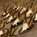 Rehgeweihe 20 Stück ältere Rehböcke Reh Bock Geweihe vers. Trophäenschilder 22.1295