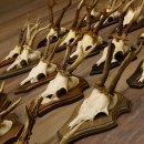 Rehgeweihe 20 Stück ältere Rehböcke Reh Bock Geweihe vers. Trophäenschilder 22.1295