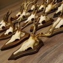Rehgeweihe 20 Stück ältere Rehböcke Reh Bock Geweihe vers. Trophäenschilder 22.1295