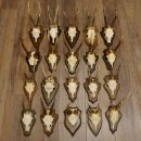 Rehgeweihe 20 Stück ältere Rehböcke Reh Bock Geweihe vers. Trophäenschilder 22.1295