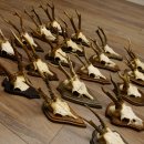 Rehgeweihe 20 Stück ältere Rehböcke Reh Bock Geweihe vers. Trophäenschilder 22.1295
