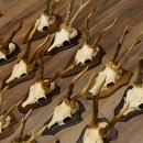 Rehgeweihe 20 Stück ältere Rehböcke Reh Bock Geweihe vers. Trophäenschilder 22.1295