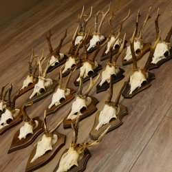 Rehgeweihe 20 Stück ältere Rehböcke Reh Bock Geweihe vers. Trophäenschilder 22.1295
