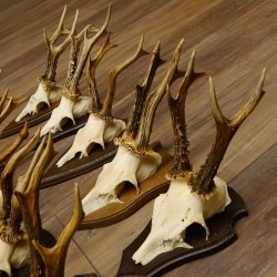 Rehgeweihe 20 Stück ältere Rehböcke Reh Bock Geweihe vers. Trophäenschilder 22.1295