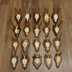 Rehgeweihe 20 Stück ältere Rehböcke Reh Bock Geweihe vers. Trophäenschilder 22.1295