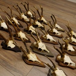 Rehgeweihe 20 Stück ältere Rehböcke Reh Bock Geweihe vers. Trophäenschilder 22.1295