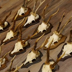 Rehgeweihe 20 Stück ältere Rehböcke Reh Bock Geweihe vers. Trophäenschilder 22.1295