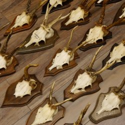 Rehgeweihe 20 Stück ältere Rehböcke Reh Bock Geweihe vers. Trophäenschilder 22.1295