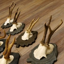 Rehgeweihe 11 Stück Rehböcke Reh Bock Geweihe Trophäenschilder 22.1296