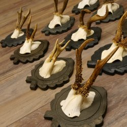 Rehgeweihe 11 Stück Rehböcke Reh Bock Geweihe Trophäenschilder 22.1296