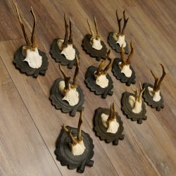 Rehgeweihe 11 Stück Rehböcke Reh Bock Geweihe Trophäenschilder 22.1296