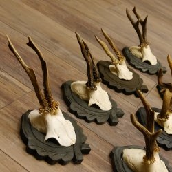 Rehgeweihe 11 Stück Rehböcke Reh Bock Geweihe Trophäenschilder 22.1296