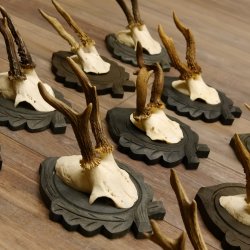 Rehgeweihe 11 Stück Rehböcke Reh Bock Geweihe Trophäenschilder 22.1296