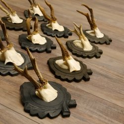 Rehgeweihe 11 Stück Rehböcke Reh Bock Geweihe Trophäenschilder 22.1296