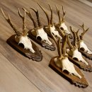 Rehgeweihe 7 Stück Rehböcke Reh Bock Geweihe Trophäenschilder 22.1298