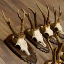 Rehgeweihe 7 Stück Rehböcke Reh Bock Geweihe Trophäenschilder 22.1298