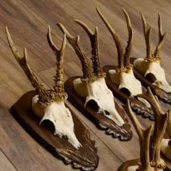 Rehgeweihe 7 Stück Rehböcke Reh Bock Geweihe Trophäenschilder 22.1298