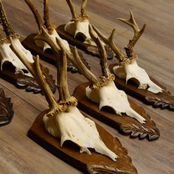 Rehgeweihe 7 Stück Rehböcke Reh Bock Geweihe Trophäenschilder 22.1298