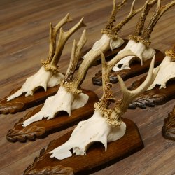 Rehgeweihe 7 Stück Rehböcke Reh Bock Geweihe Trophäenschilder 22.1298