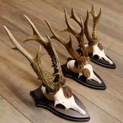 Rehgeweihe 3 Stück Rehböcke 350g/325g/330g mit Medaille Reh Bock Geweihe Trophäenschilder 22.1299