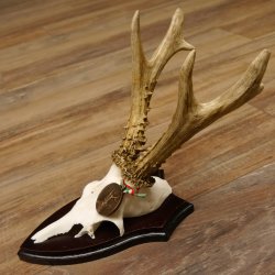 Rehgeweihe 3 Stück Rehböcke 350g/325g/330g mit Medaille Reh Bock Geweihe Trophäenschilder 22.1299