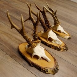 Rehgeweihe 3 Stück kapitale Rehböcke 337g/330g/315g Reh Bock Geweihe Birkeschilder 22.1300