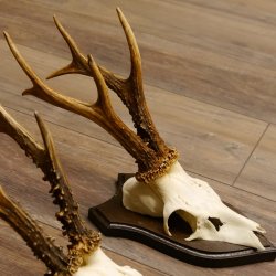 Rehgeweihe 3 Stück Rehböcke Reh Bock Geweihe Trophäenschilder 22.1302