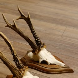 Rehgeweihe 3 Stück Rehböcke Reh Bock Geweihe Trophäenschilder 22.1303