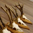Rehgeweihe 5 Stück Rehböcke Reh Bock Geweihe Trophäenschilder 22.1304