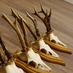 Rehgeweihe 5 Stück Rehböcke Reh Bock Geweihe Trophäenschilder 22.1304