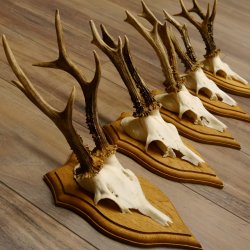 Rehgeweihe 5 Stück Rehböcke Reh Bock Geweihe Trophäenschilder 22.1304