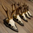 Rehgeweihe 5 Stück Rehböcke Reh Bock Geweihe Trophäenschilder 22.1305