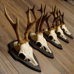 Rehgeweihe 5 Stück Rehböcke Reh Bock Geweihe Trophäenschilder 22.1305