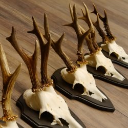 Rehgeweihe 5 Stück Rehböcke Reh Bock Geweihe Trophäenschilder 22.1305
